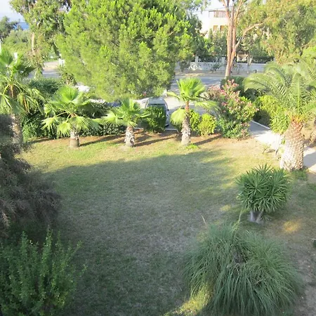 Seagull * Agios Fokas (Kos)